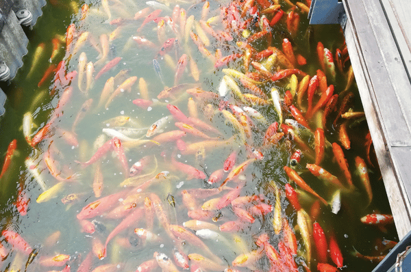 Laguna Lake Cleanup (2)